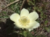 anemone-soufree-2
