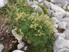 plante-de-pelouse-alpine