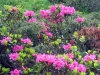 rhododendrons-3