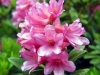 rododendrons-2