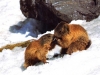 marmottes-01