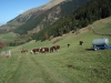 vaches-1