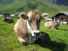 vaches-11