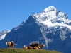 Grindelwald-Eiger