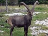 Bouquetin-male