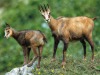 Chamois-08