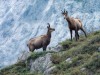 Chamois-345