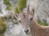 Chamois-455