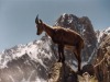 Chamois-5