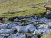 Chamois-a-la-Dent-de-Crolles-1