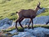 Chamois-a-la-Dent-de-Crolles-2