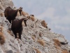 Chamois-aux-aguets