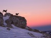 Chamois-en-saut