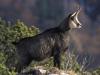 Chamois-vif