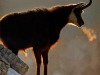 Chamois