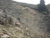 chamois-aux-bachassons-2