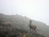 chamois-aux-bachassons-4