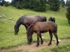 Chevaux-8