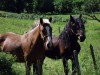 Chevaux-9