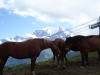 Chevaux-au-Mont-dArbois