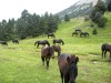 Chevaux-en-Diois