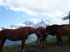 chevaux-au-mont-darbois