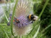 Chardon-vert-et-insecte-2