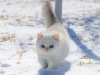 Chat-des-neiges