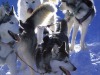 Chiens-de-traineaux