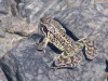 Crapaud