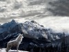Loup-des-neiges