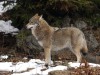 Loup