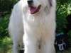 Patou-en-laisse-rare