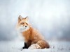Renard-des-neiges