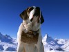 Saint-Bernard