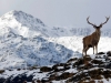 Scottish-Highlands-Photograph-Red-Deer-Stag