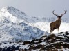 Scottish-Highlands-Photograph-Red-Deer-Stag