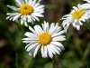 Aster-blanc-des-alpes