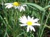 Daisies-2