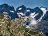 Edelweiss-au-col-du-Lautaret