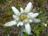 Edelweiss-close