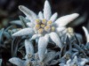 Edelweiss