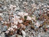 Fleurs_Valloire_2021-8