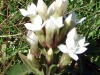 Gentianes-champetres-blanches