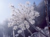 Ombelifere-sous-la-neige