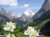 Parnassies-des-alpes-2