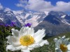 Pulsatille-des-Alpes
