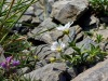 Silene-des-rochers