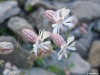 Silene