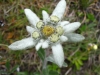 edelweiss-2
